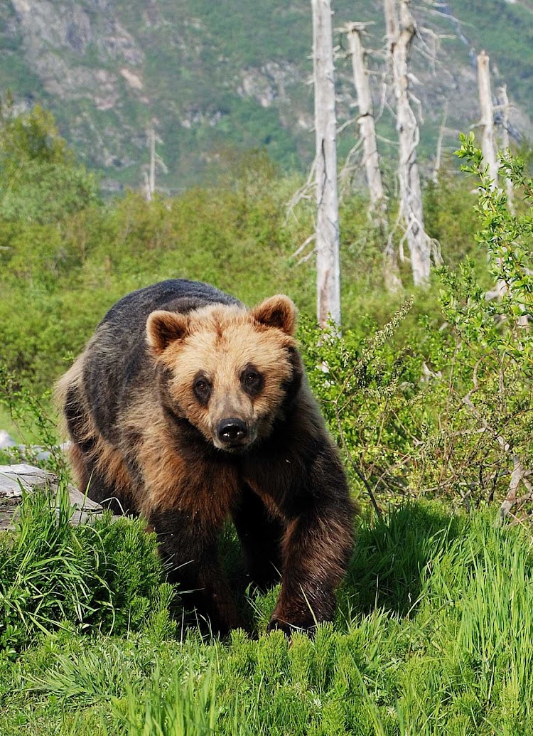 A brown bear in the mountains near Anchorage, Alaska.