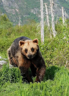 A brown bear in the mountains near Anchorage, Alaska.
