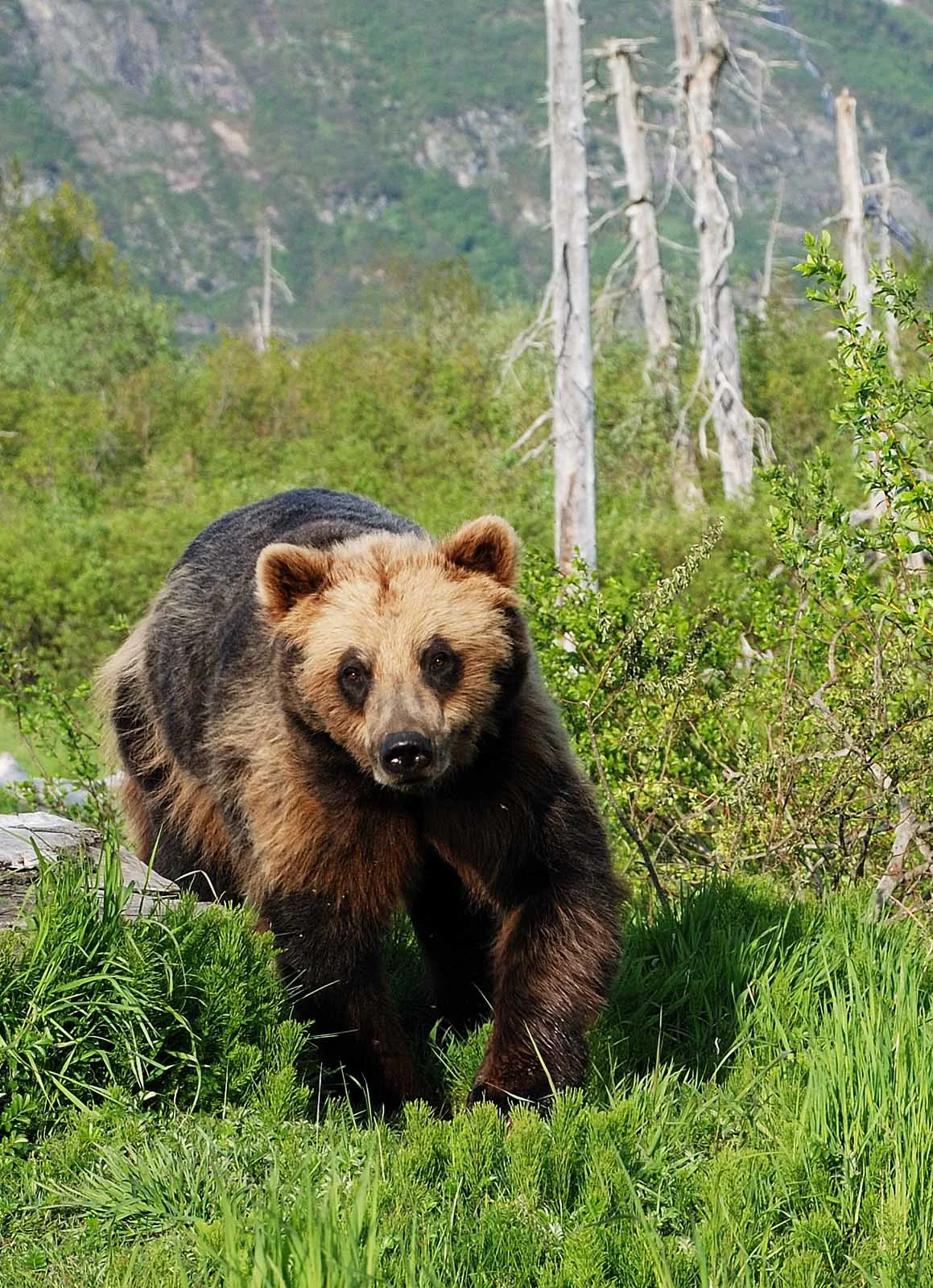 Anchorage-Brown-Bear - A brown bear in the mountains near Anchorage, Alaska.
