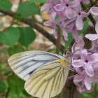 Grey-veined White butterfly
