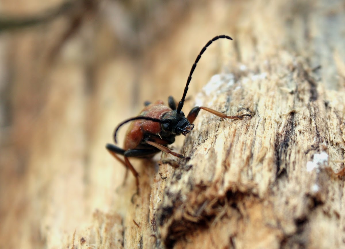Longhorn beetle - Tesařík obecný