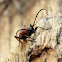 Longhorn beetle - Tesařík obecný