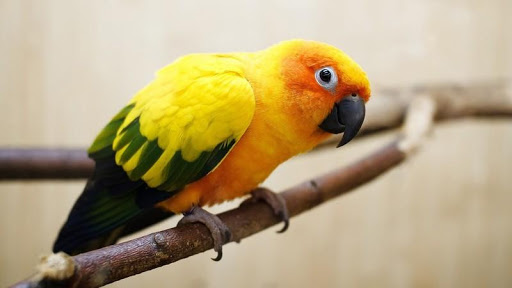 【免費個人化App】Parrot Bird HD Wallpaper-APP點子