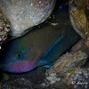 Common Parrotfish