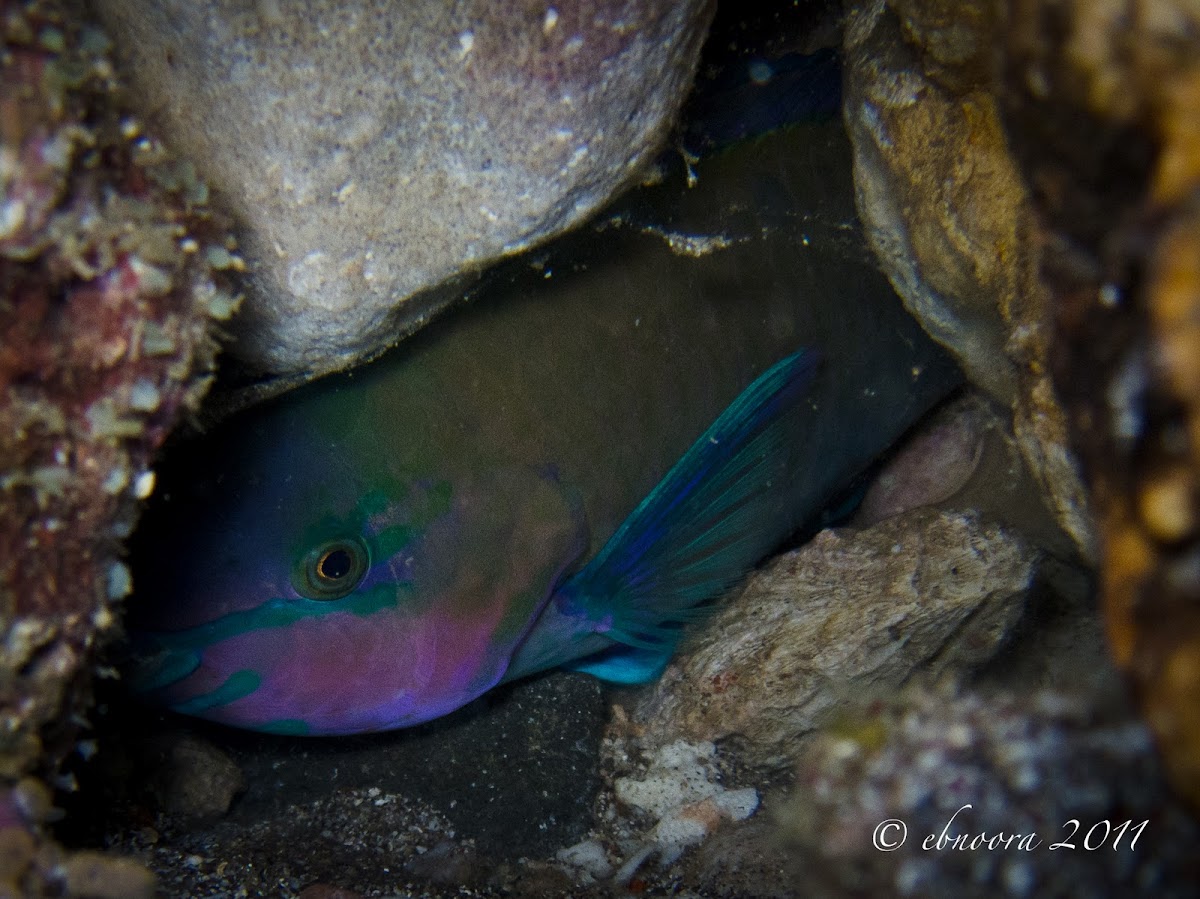 Common Parrotfish