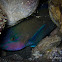 Common Parrotfish