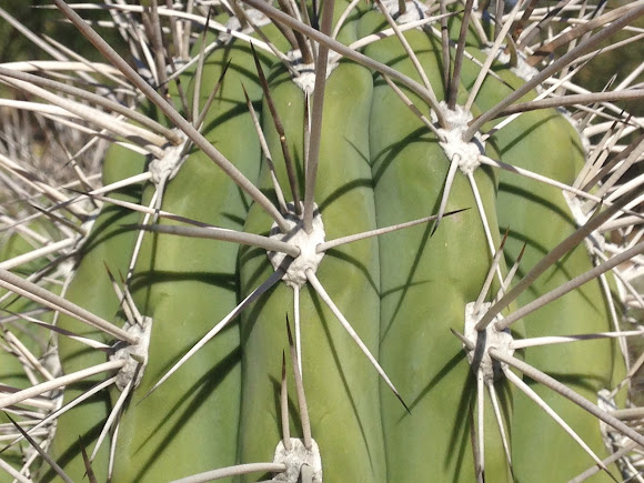 Baseball Bat Cactus | Project Noah