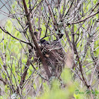 Eastern Kingbird (on nest)