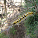 Grass Eggar caterpillar