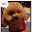 Dog Sounds Download on Windows