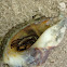 Stripped Hermit Crab