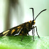 Amata Moth (male)