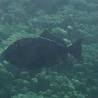Black Trigger Fish