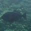 Black Trigger Fish