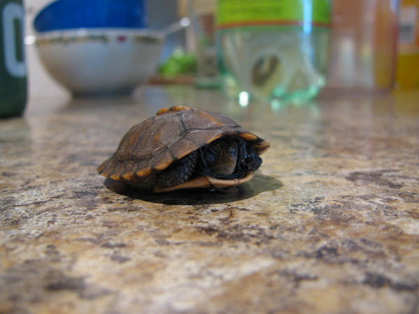 Eastern Box Turtle (Hatchling) | Project Noah