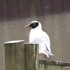 Black-headed Gull