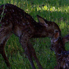 White-tailed Deer (newborn twins)