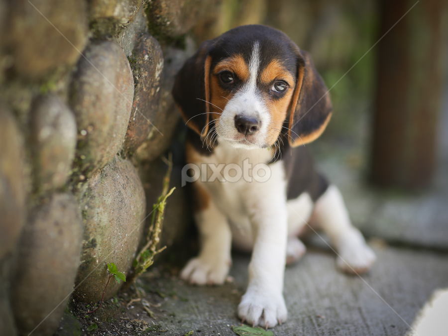 Perry Puppy by Wei Fuk Lie - Animals - Dogs Puppies