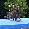 Crab-eating macaque or Long-tailed macaque