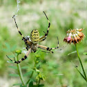 Ragno vespa  -   spider wasp