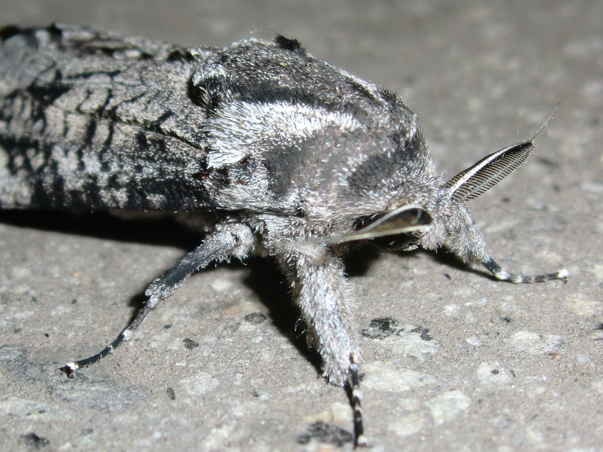 Cossid moth (♂)