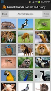download Funny Animal Sounds free