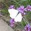 Small White