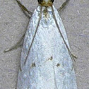 Milky Urola Moth