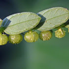 Chamber Bitter, Common leaf-flower, Shatterstone, Stone-breaker Herb