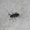 Long horned beetle (Spruce Sawyer)