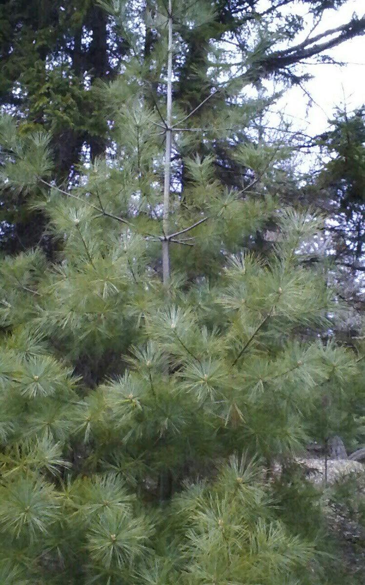 white pine