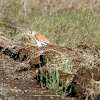 Nankeen Kestrel