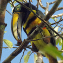 Many-banded Aracari