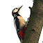 The Great-spotted Woodpecker