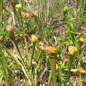 Pale pitcher plant