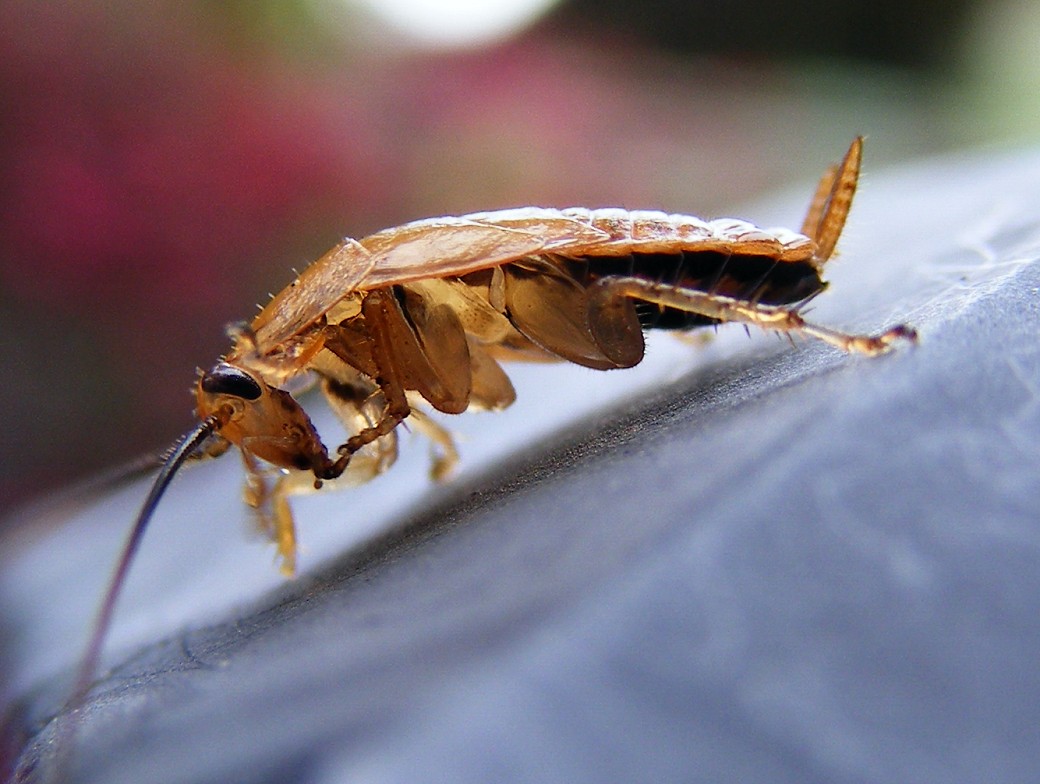 Cochroach