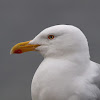 Gaviota argéntea (European Herring Gull)