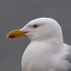 Gaviota argéntea (European Herring Gull)