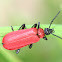 cardinal beetle