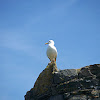 Common Gull