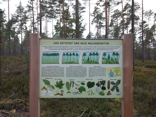Neuer Wald 
