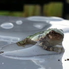 Gray/Cope's Gray Tree Frog