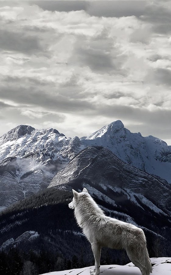 Wolf Hintergrundbilder – Android-Apps auf Google Play