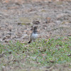 Red-throated Thrush