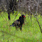 Bateleur Eagle