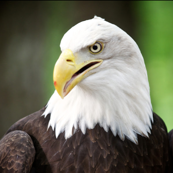 Bald Eagle | Project Noah