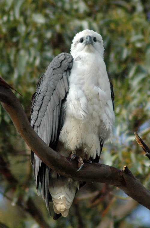 White-bellied Sea-eagle