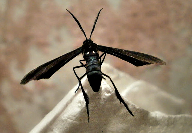 Cyan Wasp Moth