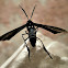 Cyan Wasp Moth