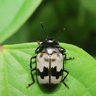 Fungus beetle